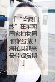 “盛夏白纱”在华南国家植物园惊艳绽放！海杧果迎来最佳观赏期