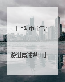 “海中宝马”游进霞浦盐田