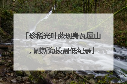 珍稀光叶蕨现身瓦屋山，刷新海拔最低纪录