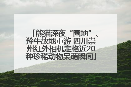 熊猫深夜“圈地”、羚牛故地重游 四川崇州红外相机定格近20种珍稀动物呆萌瞬间