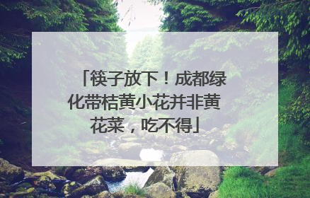 筷子放下！成都绿化带桔黄小花并非黄花菜，吃不得