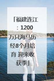 福建连江：1200万只海马历经8个月培育 迎来收获季
