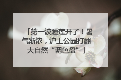 第一波睡莲开了！暑气渐浓，沪上公园打翻大自然“调色盘”