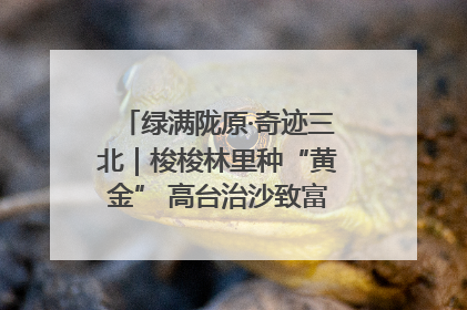 绿满陇原·奇迹三北｜梭梭林里种“黄金” 高台治沙致富很“从容”