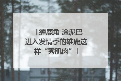 缠鹿角 涂泥巴 进入发情季的雄鹿这样“秀肌肉”