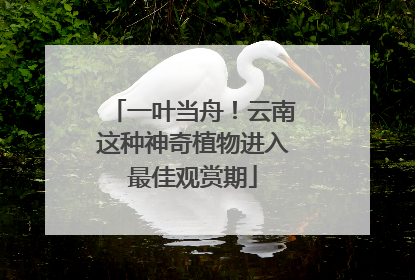 一叶当舟！云南这种神奇植物进入最佳观赏期