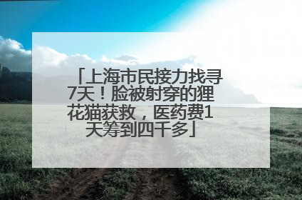 上海市民接力找寻7天！脸被射穿的狸花猫获救，医药费1天筹到四千多