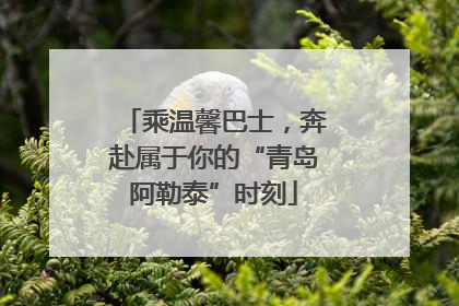 乘温馨巴士，奔赴属于你的“青岛阿勒泰”时刻