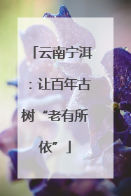 云南宁洱：让百年古树“老有所依”