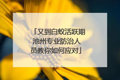 又到白蚁活跃期 池州专业防治人员教你如何应对