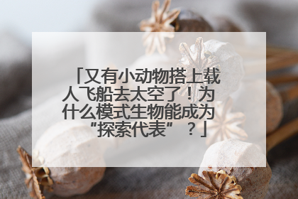 又有小动物搭上载人飞船去太空了！为什么模式生物能成为“探索代表”？