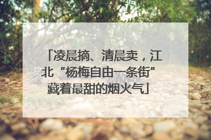 凌晨摘、清晨卖，江北“杨梅自由一条街”藏着最甜的烟火气