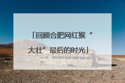 回顾合肥网红猴“大壮”最后的时光