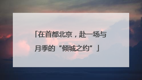 在首都北京，赴一场与月季的“倾城之约”