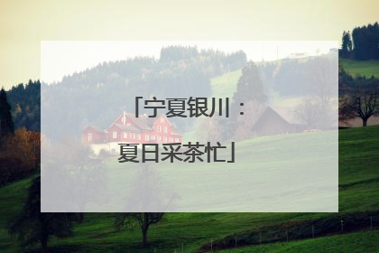 宁夏银川：夏日采茶忙