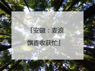 安徽：麦浪飘香收获忙