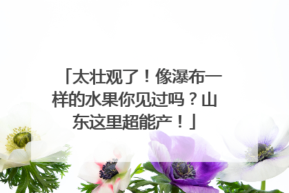 太壮观了！像瀑布一样的水果你见过吗？山东这里超能产！