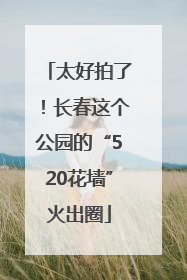 太好拍了！长春这个公园的“520花墙”火出圈