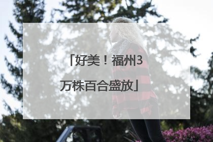 好美！福州3万株百合盛放