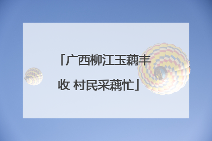 广西柳江玉藕丰收 村民采藕忙