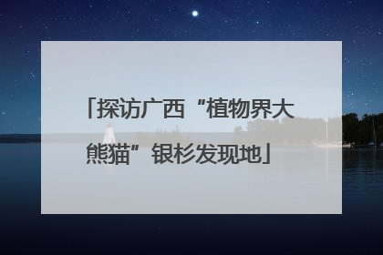 探访广西“植物界大熊猫”银杉发现地
