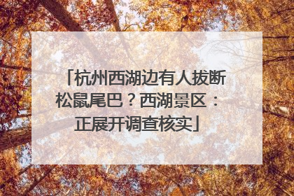 杭州西湖边有人拔断松鼠尾巴？西湖景区：正展开调查核实