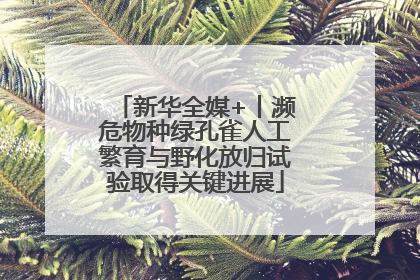 新华全媒+丨濒危物种绿孔雀人工繁育与野化放归试验取得关键进展