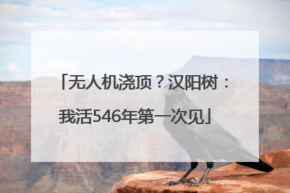 无人机浇顶？汉阳树：我活546年第一次见