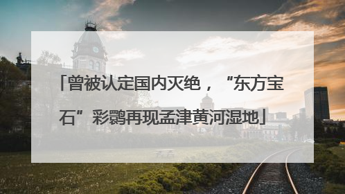 曾被认定国内灭绝，“东方宝石”彩鹮再现孟津黄河湿地
