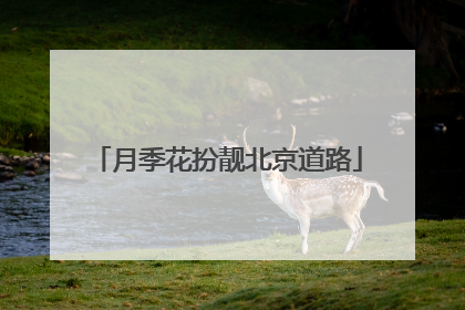 月季花扮靓北京道路
