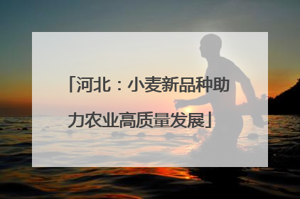 河北：小麦新品种助力农业高质量发展