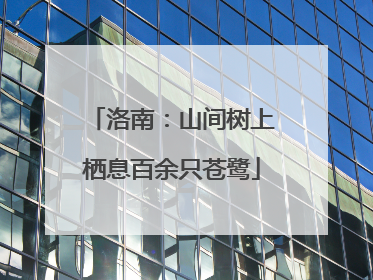 洛南：山间树上栖息百余只苍鹭