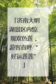 济南大明湖景区内惊现双色莲，游客直呼“好运莲莲”