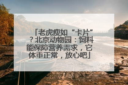 老虎瘦如“卡片”？北京动物园：饲料能保障营养需求，它体重正常，放心吧