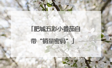 肥城五彩小番茄自带“销量密码”