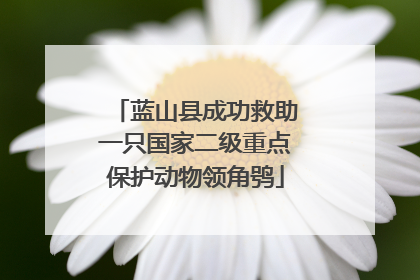 蓝山县成功救助一只国家二级重点保护动物领角鸮