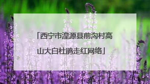西宁市湟源县前沟村高山大白杜鹃走红网络