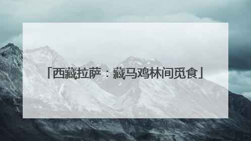 西藏拉萨：藏马鸡林间觅食