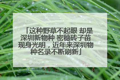 这种野草不起眼 却是深圳新物种 密穗砖子苗现身光明，近年来深圳物种名录不断刷新
