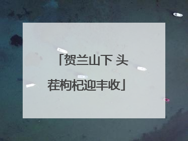 贺兰山下 头茬枸杞迎丰收
