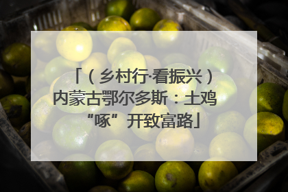 （乡村行·看振兴）内蒙古鄂尔多斯：土鸡“啄”开致富路