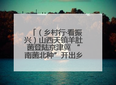 （乡村行·看振兴）山西天镇羊肚菌登陆京津冀 “南菌北种”开出乡村“致富花”